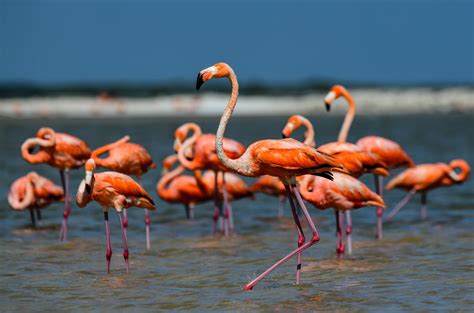 save  flamingo floridas iconic  native bird editorial sun sentinel