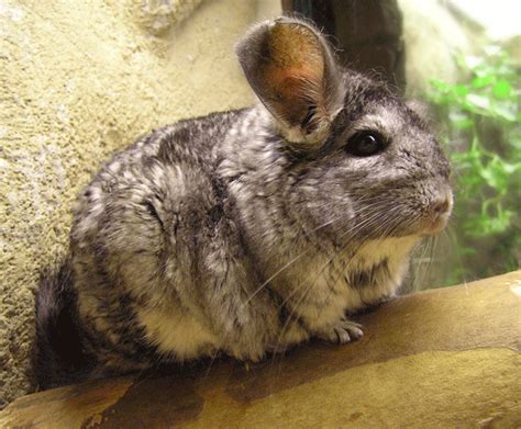 super animal chinchilla
