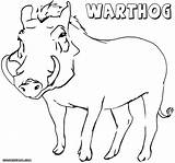 Warthog Coloring 96kb 1000 sketch template