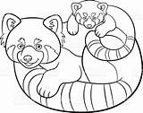 Panda Coloring Pandas Bear 99worksheets sketch template