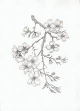 Blossom Almond Tree Sketch Flower Branch Pencil Cherry Drawing Tattoo Drawings Thompson Elaine Painting Tattoos Blossoms Flowers Sketches Back Paintings sketch template