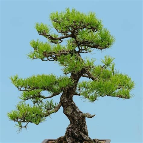 japanese red pine seeds bonsai pinus densiflora price