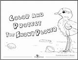 Plover Snowy Protect Birdscaribbean Josmar Marquez sketch template