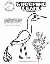 Crane Whooping sketch template