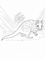 Quoll Eastern Printable sketch template