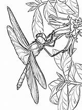 Dragonfly Coloring Fun Kids sketch template