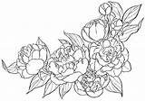 Peony Peonies Lineart Cyen Seabed Peonia Clipartkid sketch template