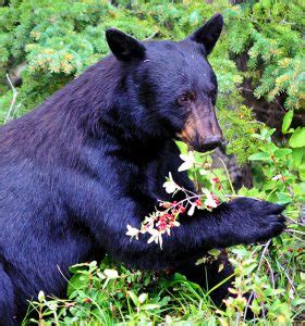 fall  power eating time  bears bearwise