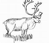 Coloring Caribou Elk Alce Alces Dibujos Deer Primanyc Buscando Arouisse Tudodesenhos sketch template