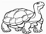 Coloring Tortoise Pages Popular sketch template