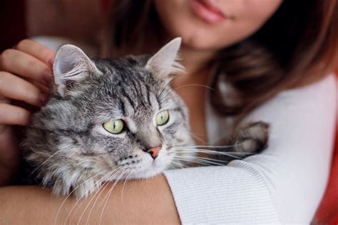 cats play  humans understand  actions clever pet owners