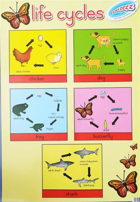 life cycles laminated poster mm  mm educational toys