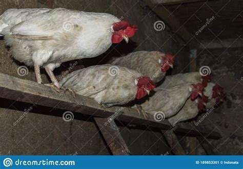 group  white hens  sitting   wooden perch   barn stock