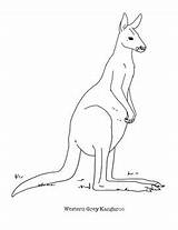 Kangaroo sketch template