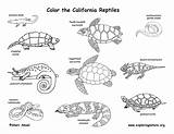 Reptiles Coloring State California Mammals Amphibians Exploringnature Birds Habitats sketch template