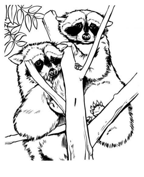 printable raccoon coloring pages everfreecoloringcom
