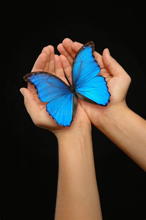 hands holding  blue butterfly stock photo image  people morpho