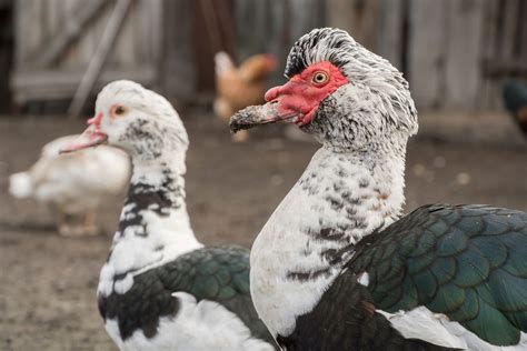 sex   duck breed comparison fowl guide