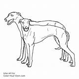 Coloring Greyhound Pages Dog Pair Greyhounds Color Printable Own Getcolorings Drawings Kids sketch template