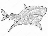 Requin Squalo Haai Volwassenen Adulti Sharktopus Adultes Coloration Dello Vettore Coloritura Colorier Animali Risultati Antistress Inspirational Lovely sketch template