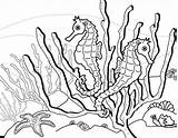 Coloring Pages Seahorse Print sketch template
