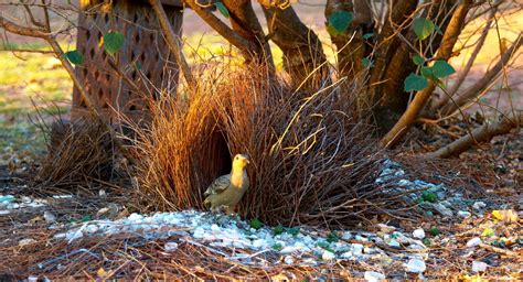 bower birds   nests   find   cute      share  nature