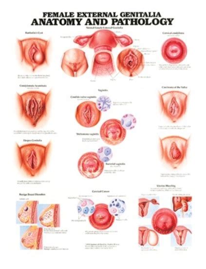 anatomical chart female external genitalia anatomy