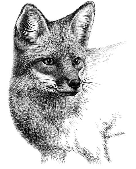 fox  behance