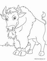 Coloring Bison sketch template