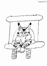 Coon Katze Ausmalbild Katzen Ausdrucken Kostenlos Malvorlage sketch template
