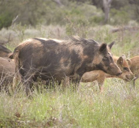 feral pig control  landholders  managers