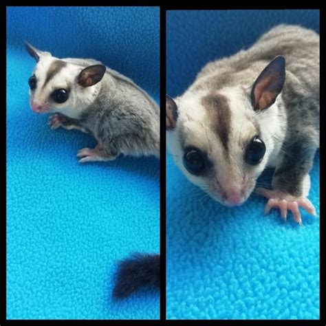 intact white face  het leu male sugar glider  sale  abergavenny monmouthshire preloved