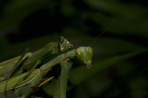 10 Of The Weirdest Mating Rituals In Nature Huffpost Life