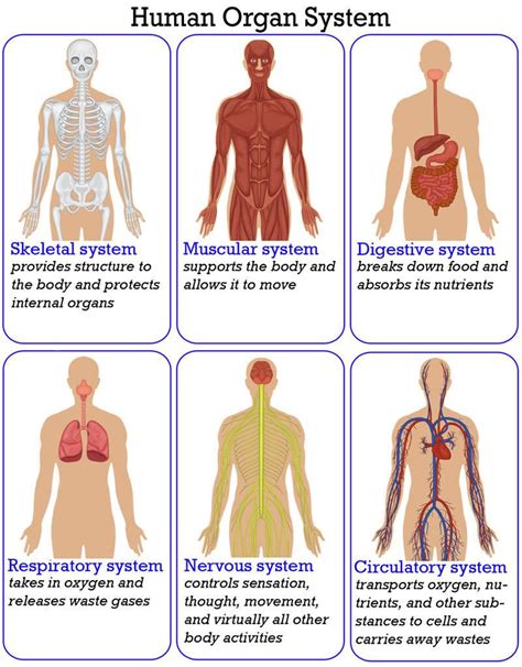 organization   human body read biology human body anatomy