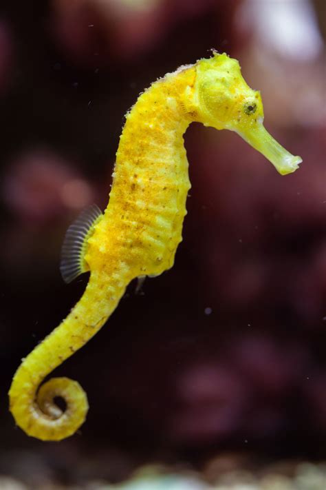 seahorse facts   change  perception