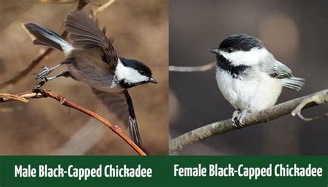 male  female black capped chickadees     difference optics mag