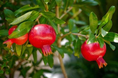 grow pomegranate  seed  harvest check   guide