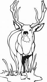 Chevreuil Deer 2750 Coloriages sketch template