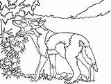 Coyote Coloring Pages Printable Drawing Howling Coyotes Comments Getdrawings 71kb 630px sketch template