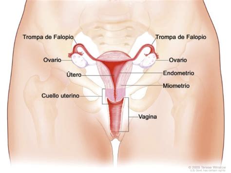 aparato reproductor femenino interno y externo que es partes funciones anatomía