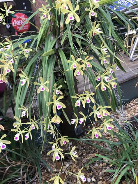 Encyclia Tampensis Florida Butterfly Orchid Orchids Plants Favorite