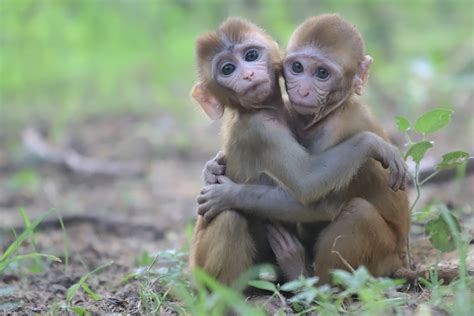 orphaned baby monkeys heal  friendship  wildlife sos