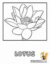 Coloring Flower Lotus Pages Flowers Library Clipart Types sketch template