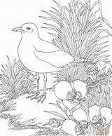 Coloring Pages Seagull State Seagulls California Bird Utah Gull Flower Sego Nature Kids Animals Indiana Backyard Lily Books Printable Color sketch template