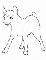 Coloring Lamb Pages Sheep sketch template
