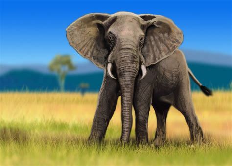 zoo park run   animal sanctuary  african elephant