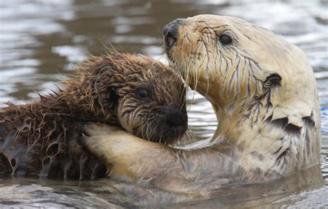 sea otter  biggest animals kingdom