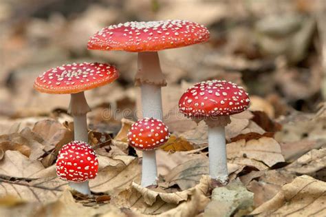 red mushrooms fungi stock image image