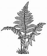 Fern Leaf Plants Template Wpclipart Coloring Pages Transparent sketch template