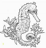 Coloring Seahorse Pages Realistic Adults Adult Drawing Carle Eric Horse Sea Seahorses Drawings Colouring Printable Sheets Color Print Popular Uniquecoloringpages sketch template
